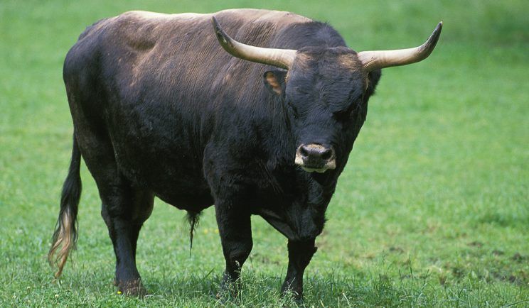 Aurochs